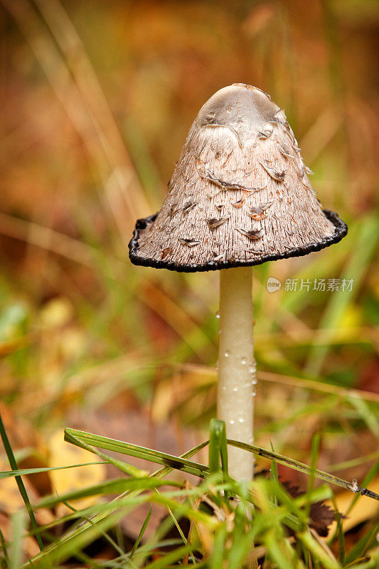 墨帽蘑菇 (Coprinus Comatus)